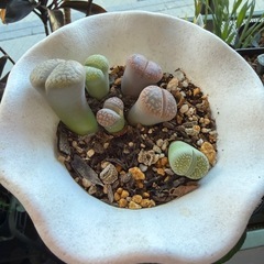 観葉植物　多肉植物 リトープスの画像
