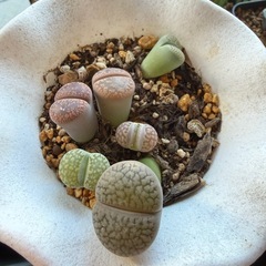 観葉植物　多肉植物 リトープスの画像