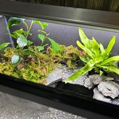 限定出品　　60センチ水槽レイアウト　ライトセットの画像