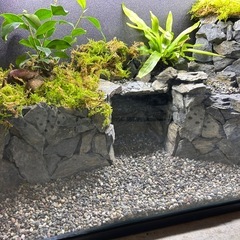 限定出品　　60センチ水槽レイアウト　ライトセットの画像