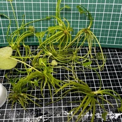 【自家繁殖/ 浮草  】『 ガガブタ ( 鏡蓋 ) 』  5株 殖芽タイプの画像