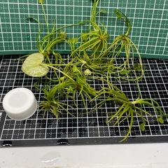 【自家繁殖/ 浮草  】『 ガガブタ ( 鏡蓋 ) 』  5株 殖芽タイプの画像