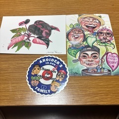 フィロデンドロン　ピンクプリンセスギャラクシーの画像