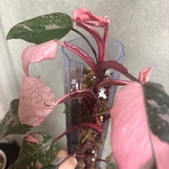 フィロデンドロン　ピンクプリンセスギャラクシーの画像