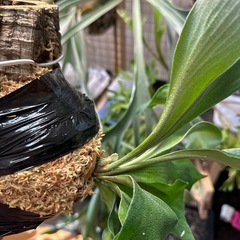 P.hillii  'Sattahip' sporeの画像