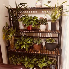 フラワー棚　物置　の画像