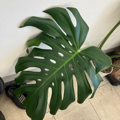 新潟市北区引き取り①モンステラ　特大　高さ110 幅138.の画像