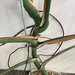 新潟市北区引き取り　②モンステラ　特大　高さ148 横幅144㎝の画像