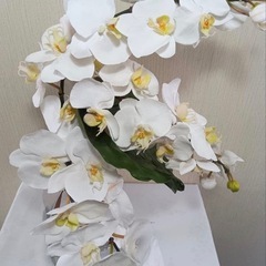 エミリオロバ　 ファレノプシス　胡蝶蘭　Lサイズ　アートフラワーの画像