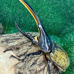 クワカブくじ！2周年祭1月31日13時よりの画像