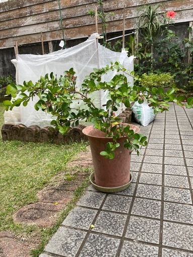 ハリツルマサキ(マッコウ) ハリツルマサキ盆栽 希少 マッコウ