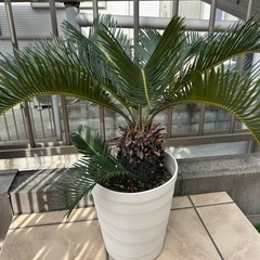 ソテツ  蘇轍　鉢植えの画像