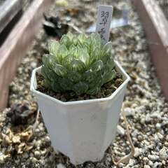 ハオルチア　翠雲錦 (エメラルドLED)の画像