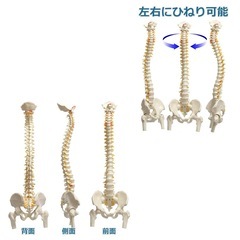 人体模型　脊椎骨盤模型の画像