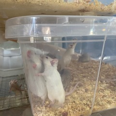 餌用 マウス 爬虫類などに の画像
