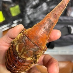 値下げ！　DH ヘラクレス♀単品　ヘラクレスオオカブトの画像