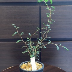 ソフォラ・プロストラータ・リトルベイビー （Sophora prostrata ‘Little Baby’）の画像