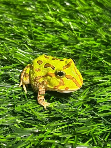 ホオコケツノガエル　