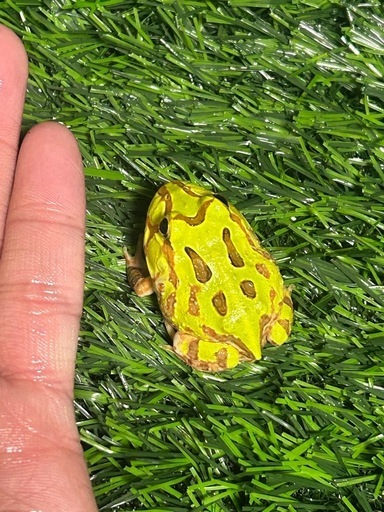 ホオコケツノガエル　
