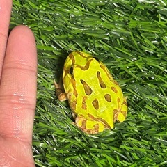 ホオコケツノガエル　の画像