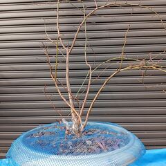 ブルーベリー苗 ヤドキン 13号鉢の画像