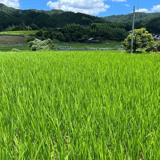 新米 京都府産 にこまる 玄米 30kg 令和7年産 農家直送