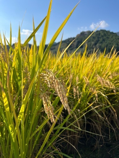 新米 京都府産 にこまる 玄米 30kg 令和7年産 農家直送