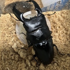 【お得な2匹セット】スマトラオオヒラタクワガタ幼虫の画像