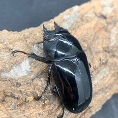タランドゥスオオツヤクワガタの画像