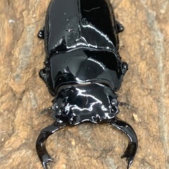 タランドゥスオオツヤクワガタの画像