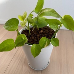 ポトスライム鉢ごとそのまま一式　観葉植物の画像