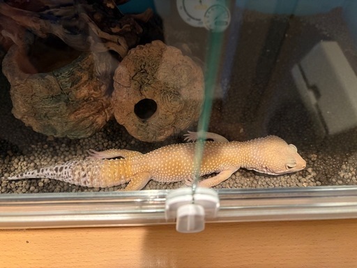 ヒョウモントカゲモドキ　飼育セット