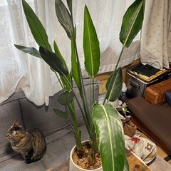 極楽鳥花　ストレチアレギネの画像