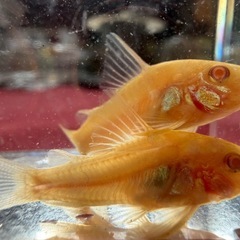熱帯魚恵庭　コリドラスアルビノパレアタスロングフィンの画像