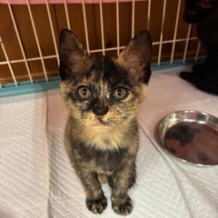 ✨愛されキャラ✨あんこちゃん里親様募集いたします。