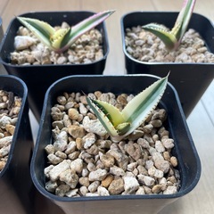 アガベ　スナグルトゥース　5株セット　実生の画像