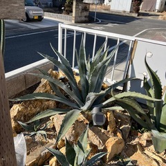 アガベアメリカーナの画像