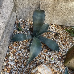 アガベの画像