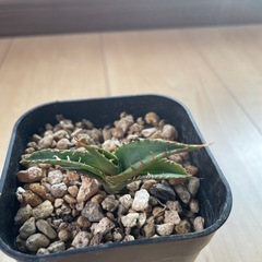 アガベ　ハデス　オテロイ実生　２株セットの画像