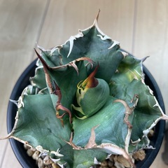 アガベ　魔丸陽炎　ジャガーノート　２株セットの画像