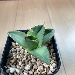 アガベ　魔丸陽炎　ジャガーノート　２株セットの画像