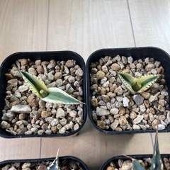 アガベ　エボリスピナー　スナグルトゥース　4点セットの画像