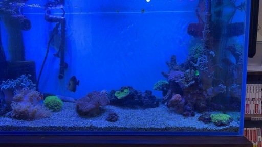 海水魚水槽セット（生体のみ可）