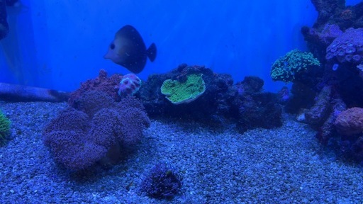 海水魚水槽セット（生体のみ可）