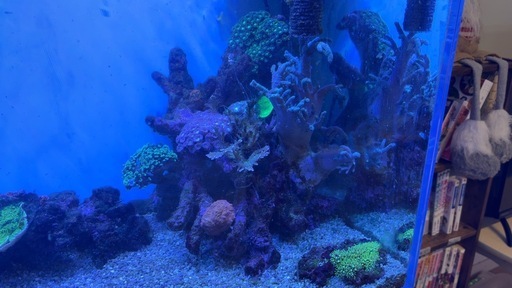 海水魚水槽セット（生体のみ可）