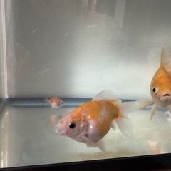 金魚&水槽の画像