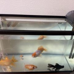 金魚&水槽の画像