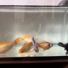 金魚&水槽の画像