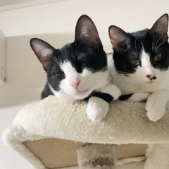 はちわれ女の子🎀