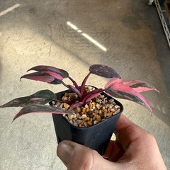 フィロデンドロン　ピンクプリンセススーパー
の画像